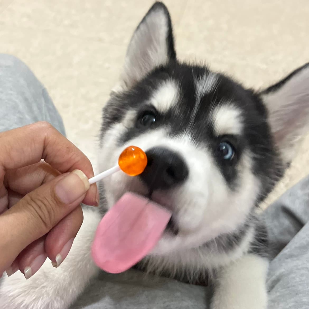 Rahul Sharma — Pets & Animals creator on Fancall